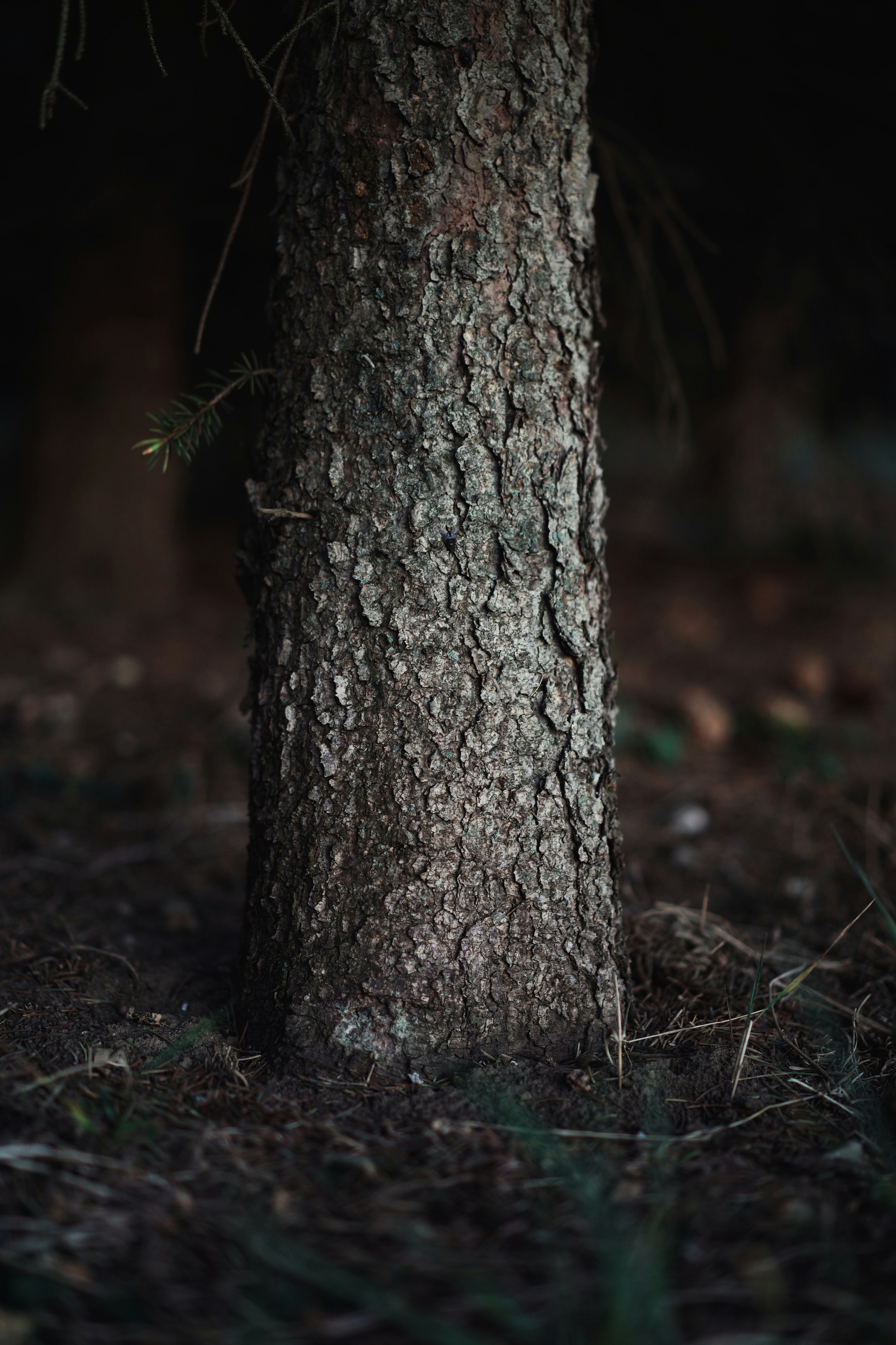 brown tree trunk on green grass